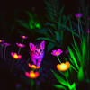 The Cat - Chand