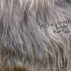 Tender Buffalo - Felix Snow