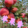 苹果香 (其他) - 胡伦勇