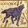 Lil' King of Everything - Los Lobos