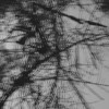 Non-Local Hidden Variable (Tineidae Remix) - meii&Tineidae