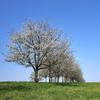 Plain to See - SPA&Sleep Sound Library&Sleep Sounds of Nature