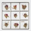 Restless - Arco