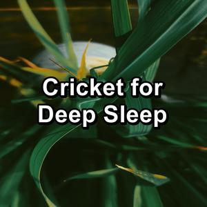 Relaxing Music Therapy&4D Nature Recordings&Crickets - Tinnitus Sleep Solution - Repeatable Cicadas