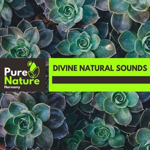 Heavenly Swing Nature Sounds - Joyful Summer Day