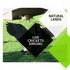 Nature Fusion Melodies - Variegated Woodpecker