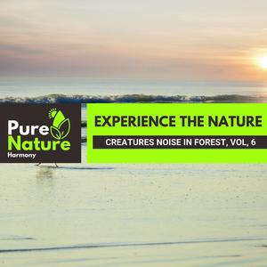 Touching Souls Nature Music Project - Flamboyant Birds