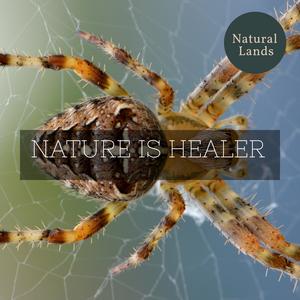 Dr. Louis Mil Nature《Wild Fire》[MP3_LRC]