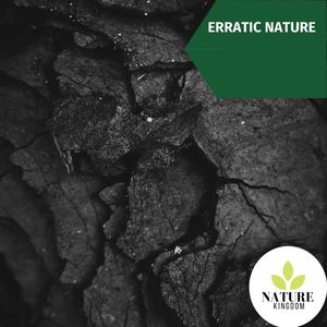 Nature Healing Season Music - Mature Insect Snap
