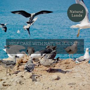 Jordon Whales Nature《Sweet Songbirds》[MP3_LRC]