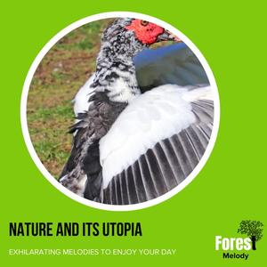 Nature Yog Therapy Music - Jovian Morning Birds