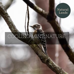 Jose Nature Sleep Sound Library《Mockingbird Sings in the Rainfall》[MP3_LRC]