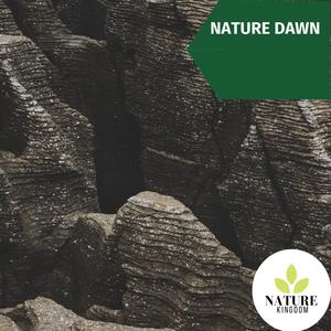 Nature Pride Calming Music - Unicolored Birds in The Forest