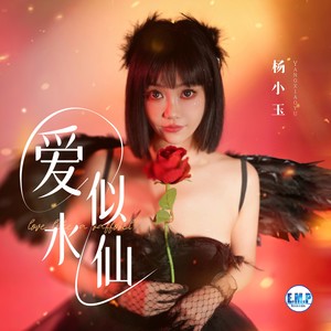 杨小玉 - 爱似水仙