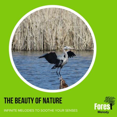 The Beauty of Nature - Infinite melodies to Soothe Your Senses