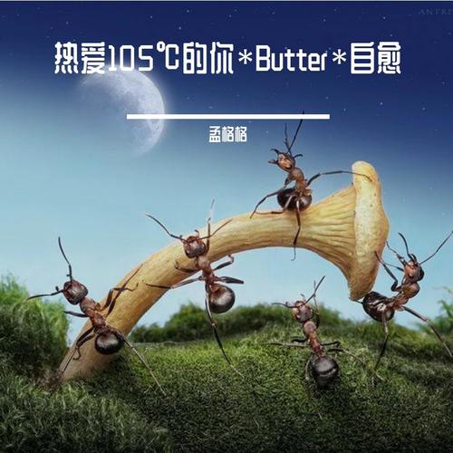 热爱105℃的你*Butter*自愈