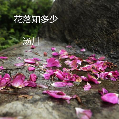 花落知多少 - 汤川