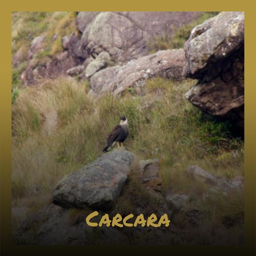 Carcara