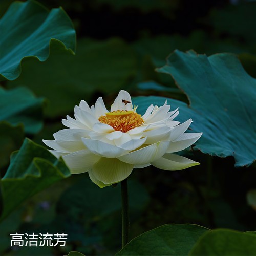 高洁流芳