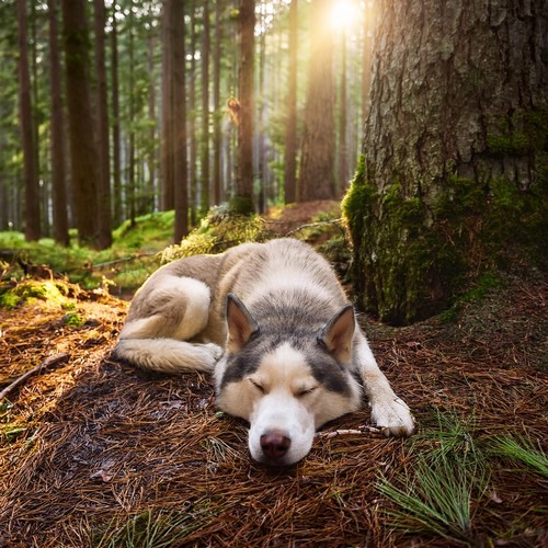Melodías Suaves Para La Relajación Y El Sueño Del Perro