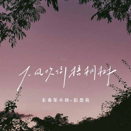 大风吹倒梧桐树(独挡一面语录)