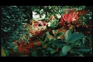 Enya - Amarantine (single Version)